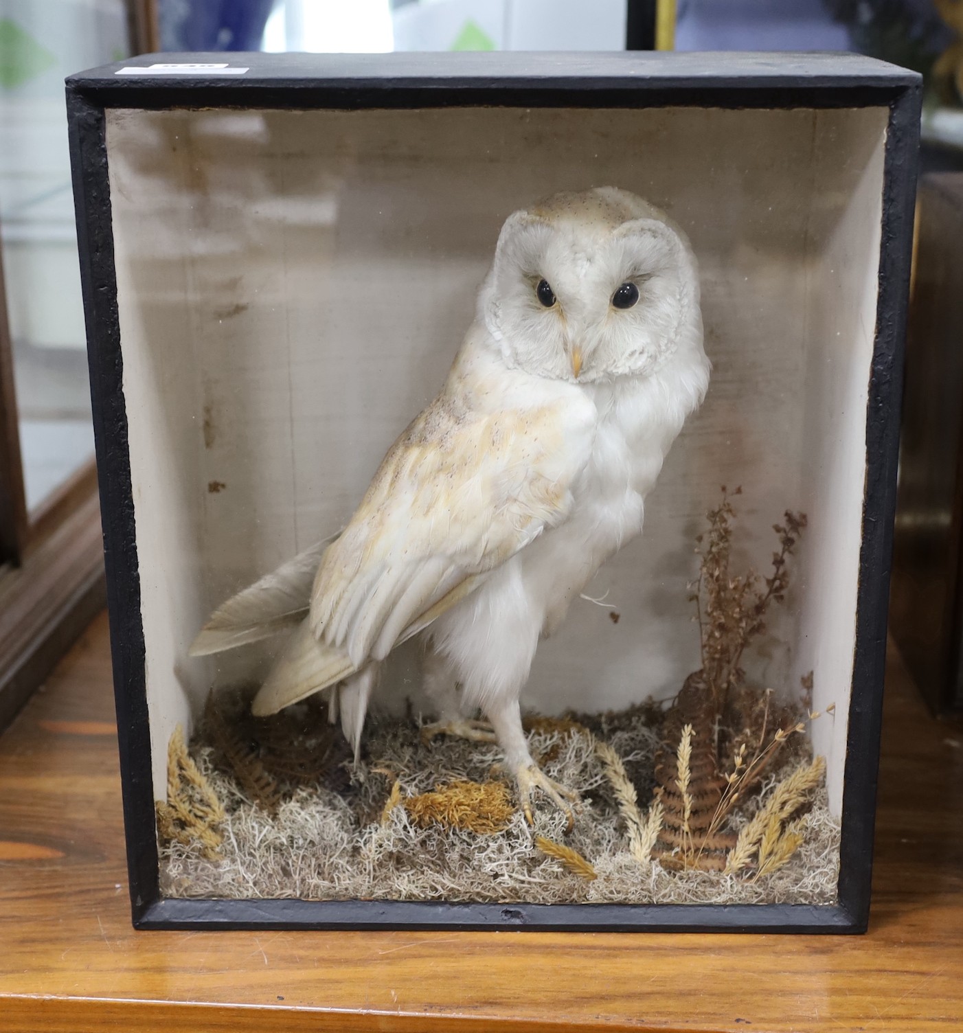 A cased taxidermy Barn Owl, 33cms x 37cms